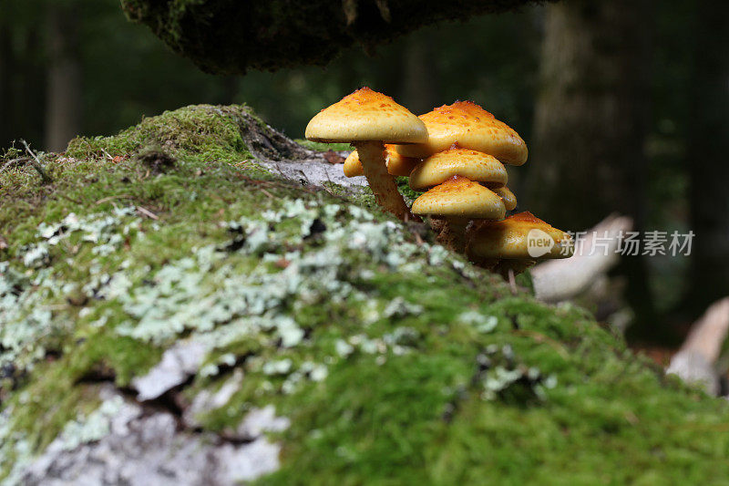 黄色蘑菇团生长在原木上