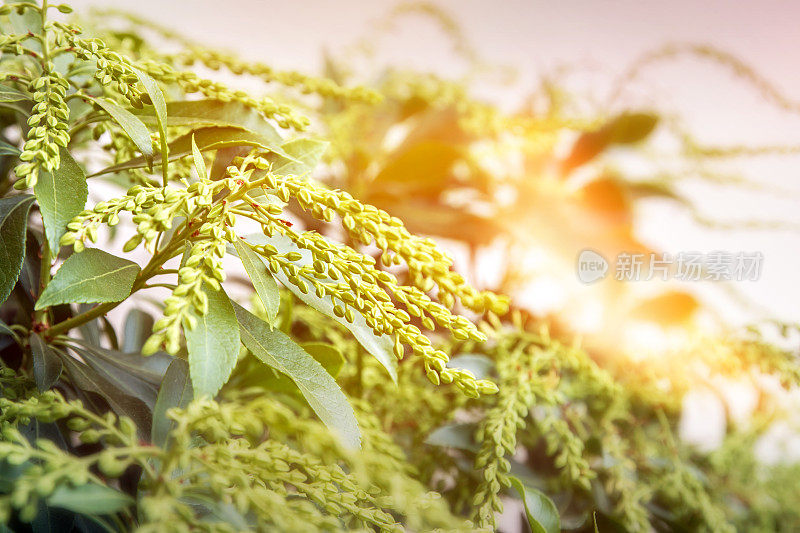 粉蝶植株闭花期花蕾选择性聚焦特写