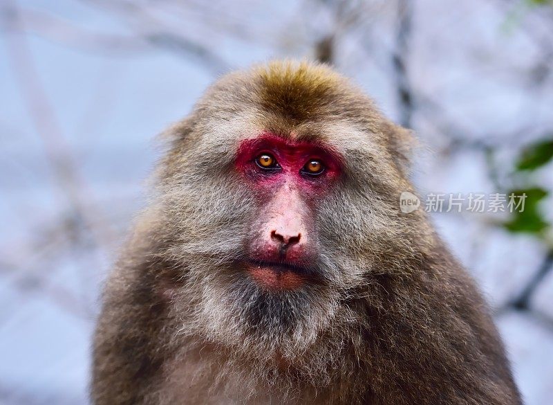 峨眉山的野猴