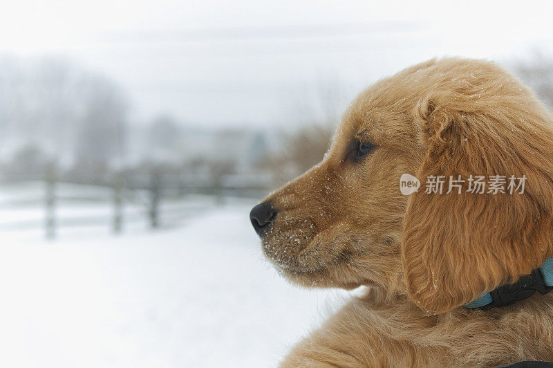 金毛寻回犬的小狗被抱在外面的雪地里