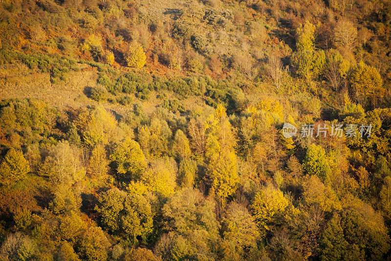 西班牙加利西亚的秋天森林。