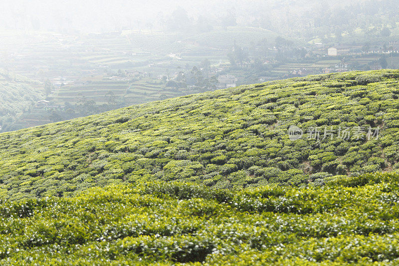 多雾的种植园新鲜的绿色锡兰茶叶斯里兰卡