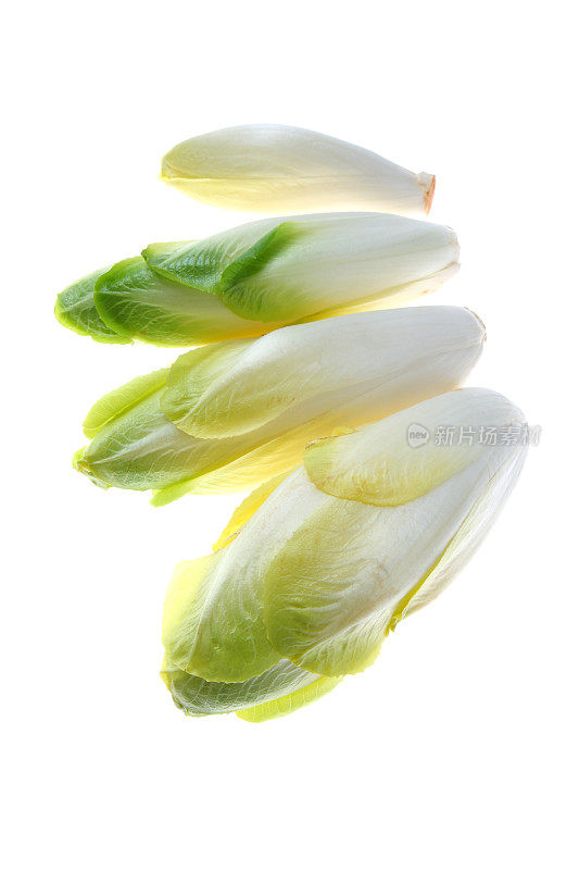 孤立在白色背景上的菊苣