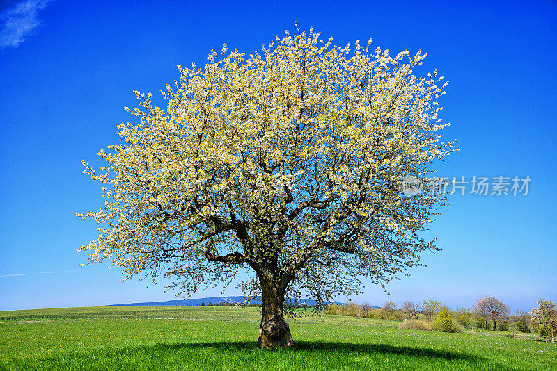 一棵盛开在绿色草地上的樱桃树