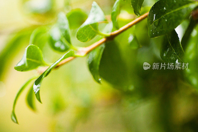 小雨打在树叶