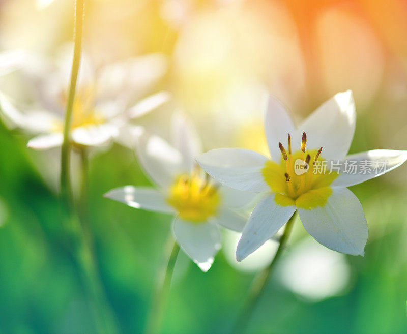 美丽的春天的花朵