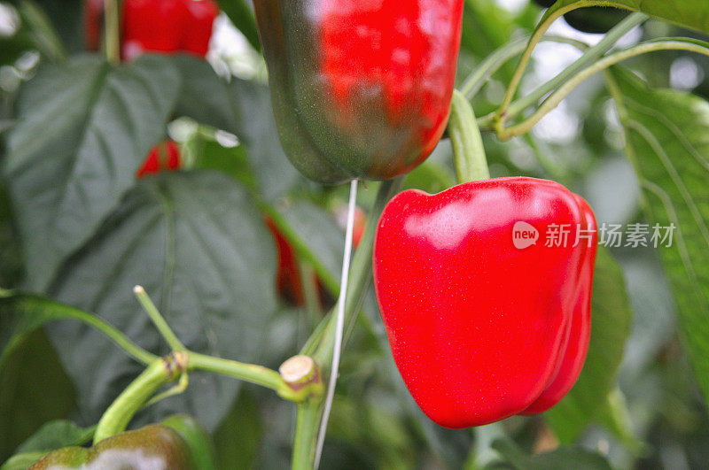 红辣椒种植