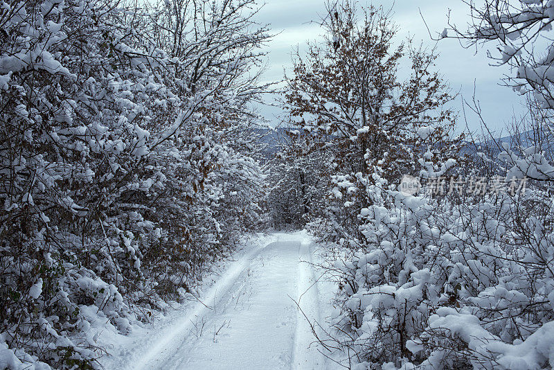 雪后的路在冬天的森林里