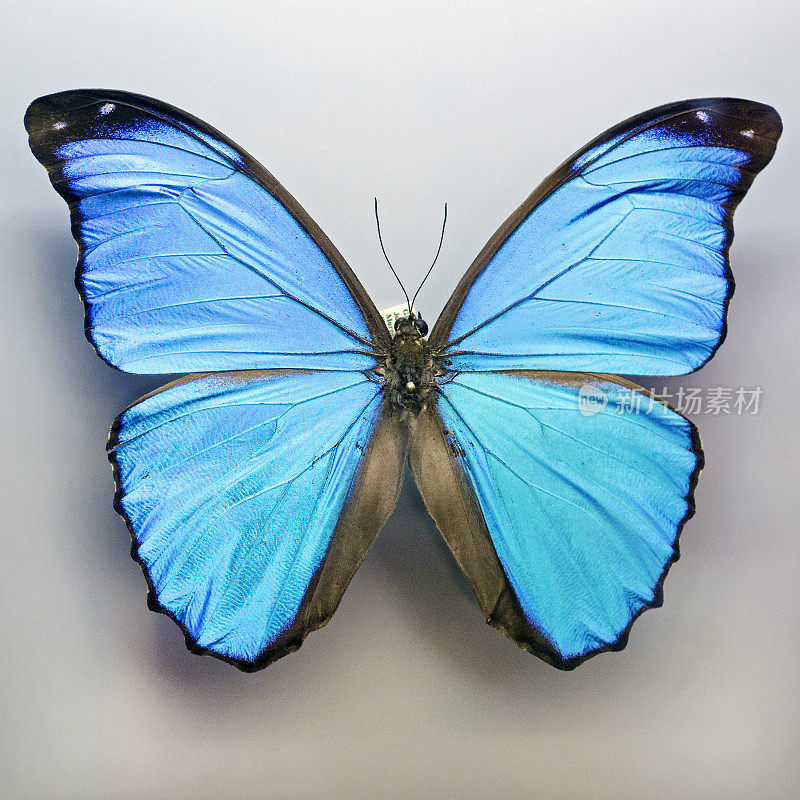 蓝色大闪蝶，墨涅劳斯大闪蝶，保存并固定
