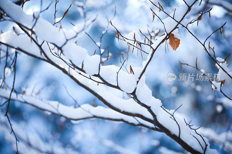 寒冷的色彩冬天的自然背景-秋叶和雪