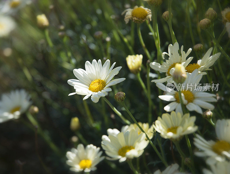 白色雏菊花野花微距模糊