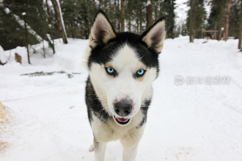 西伯利亚雪橇犬