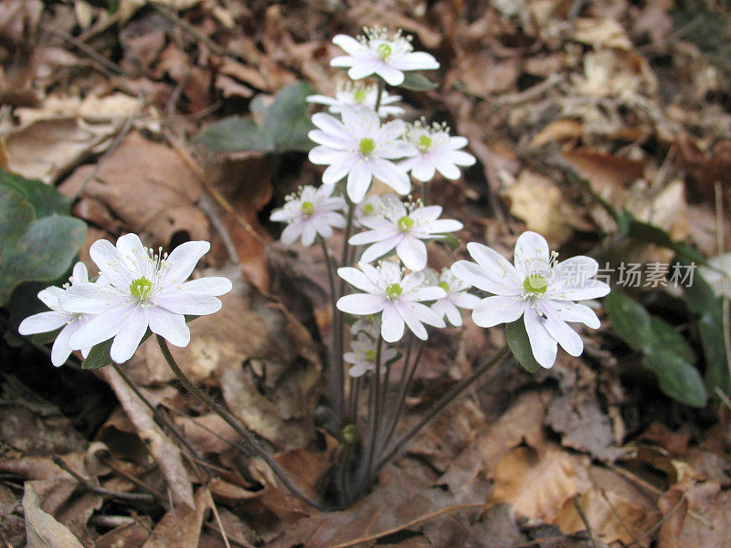 小白花