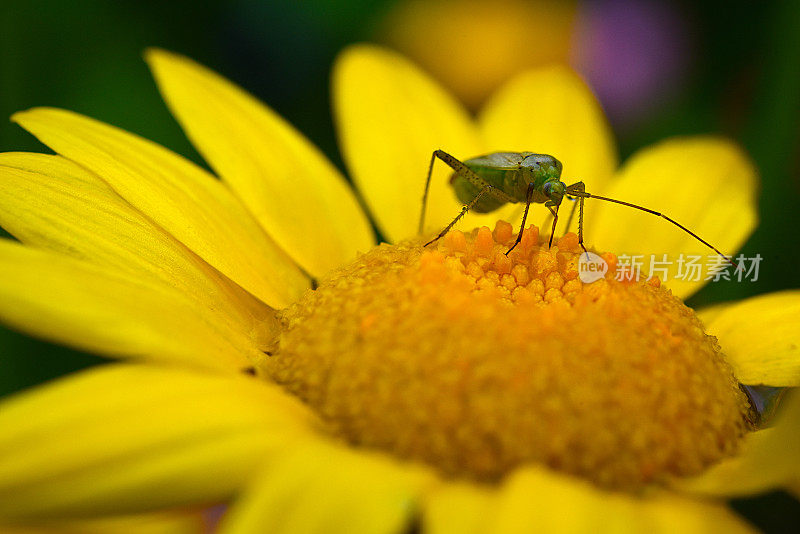 黄花和绿虫