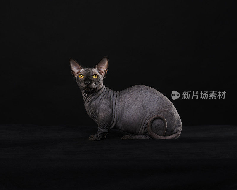 Sphynx猫