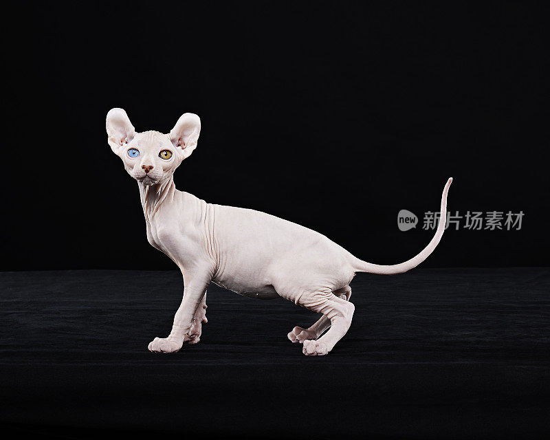 Sphynx猫