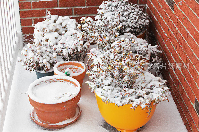 初冬的雪顶盆栽