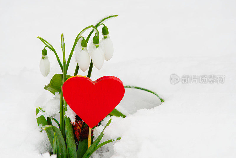 雪花莲和一颗心