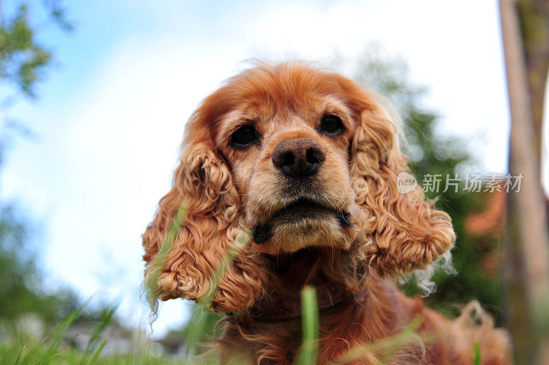 顽皮的小猎犬