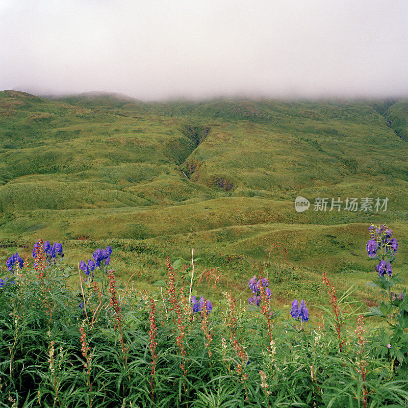 野花，山谷和峡谷，荷兰港，阿拉斯加