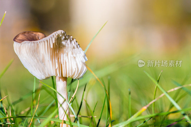 秋天草中的棕色蘑菇