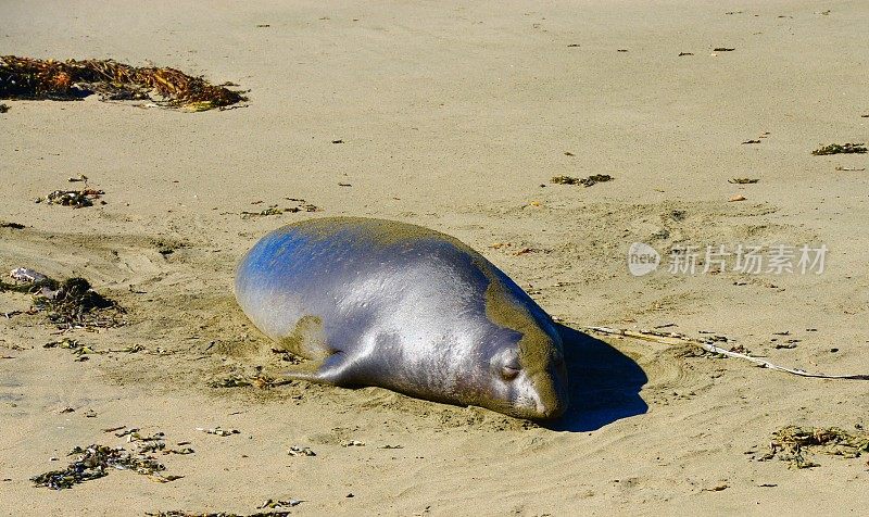 象海豹