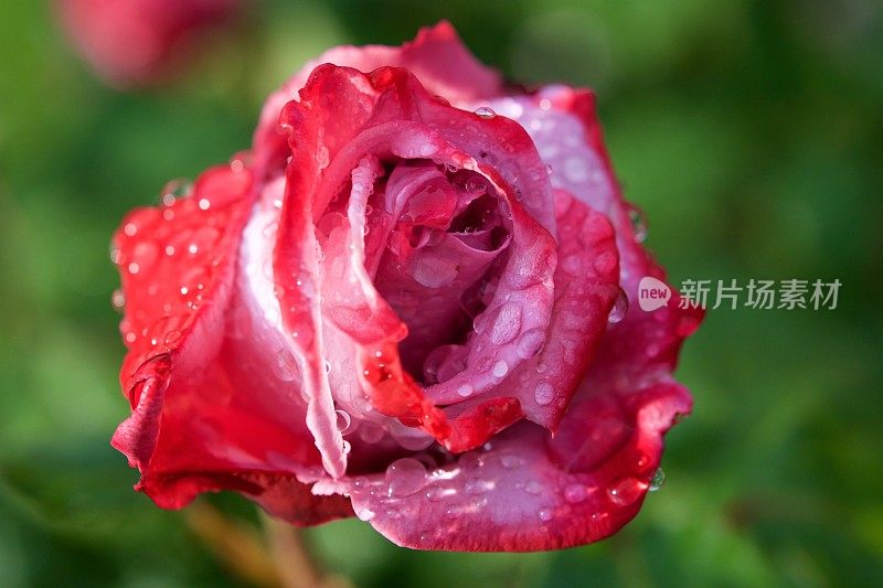 红玫瑰花蕾和雨点