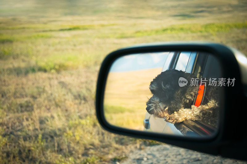 狗往车窗外看的后视镜