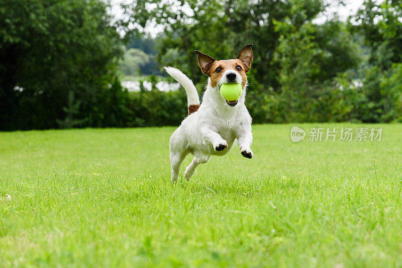 一只狗嘴里叼着网球跑在镜头前