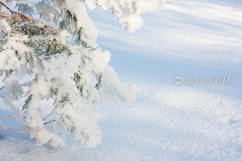 松树树枝上覆盖着厚厚的霜雪