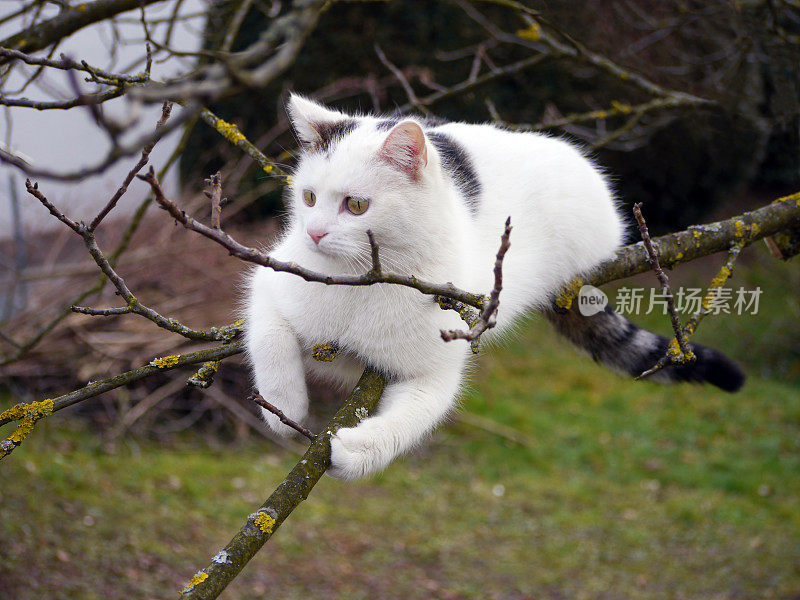观察猫在树上