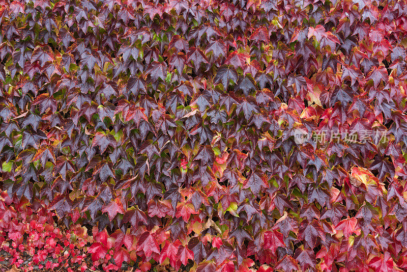 红色的秋天常青藤叶背景