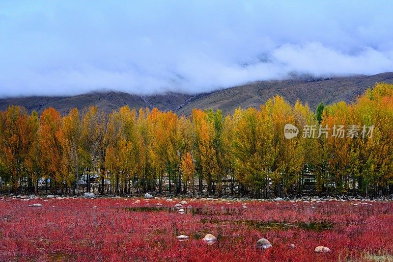 美丽多彩的树木和湿地01