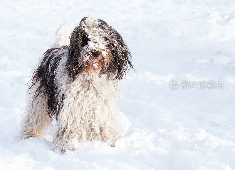 Schapendoes或荷兰牧羊犬享受雪