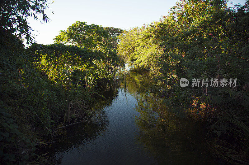 热带沼泽运河