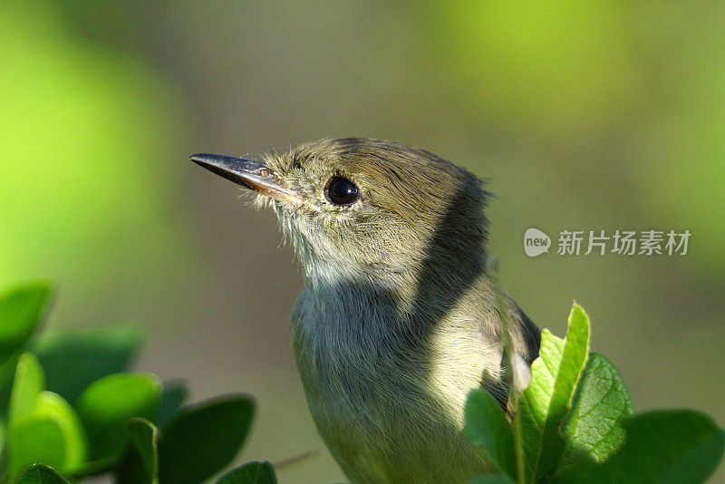 高尔支付flycatcher