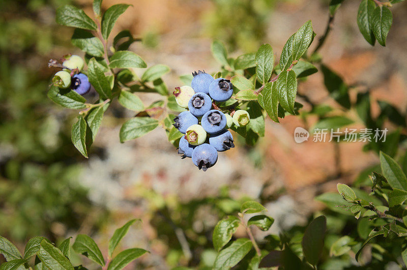 野生蓝莓，生长在安大略省北部的北方针叶林中