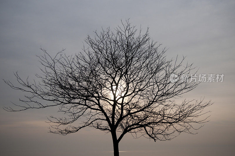冬天光秃秃的树上的日出