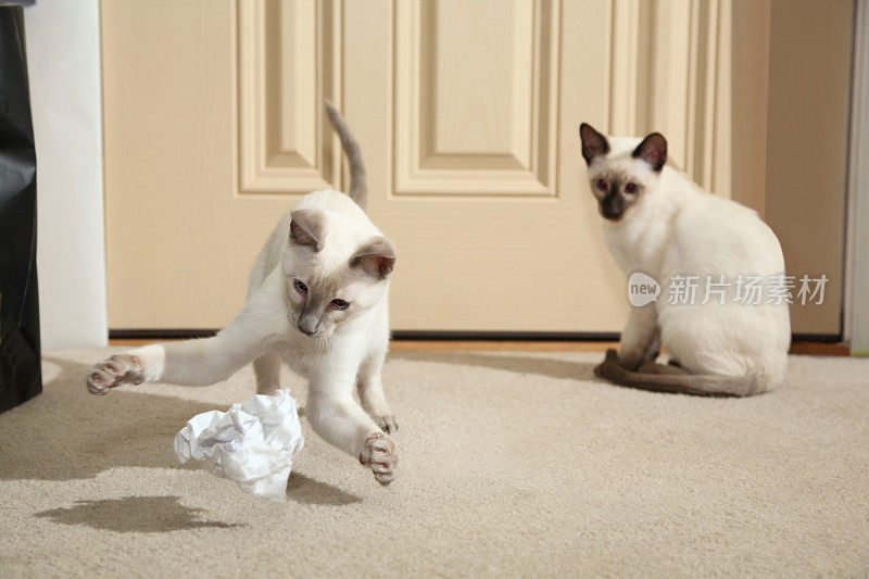 暹罗小猫压缩纸垃圾