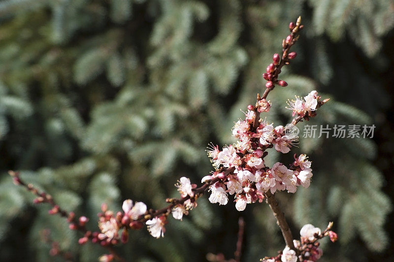 近距离看杏树花