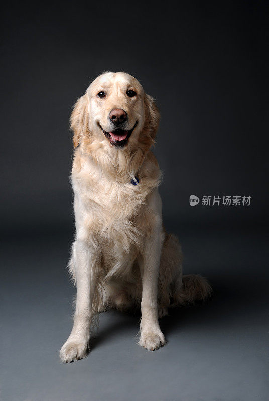 寻回犬