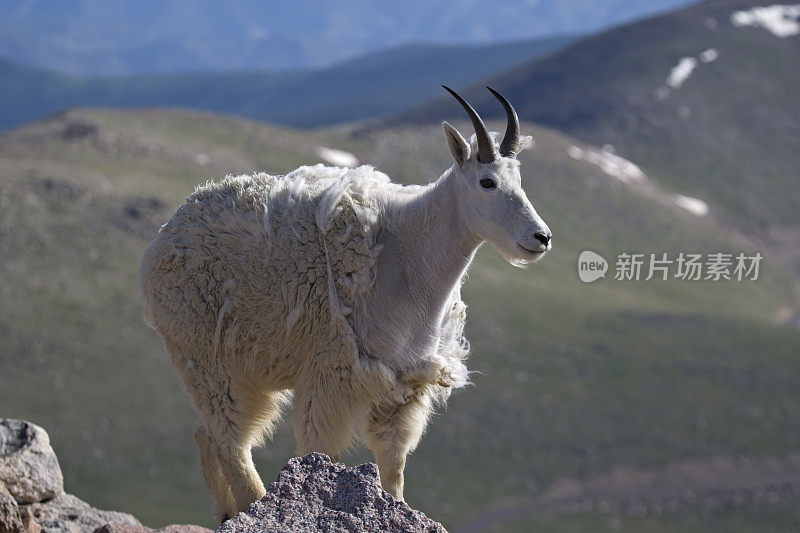 山羊向前看