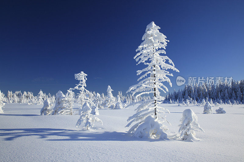 冬季景观与云杉森林覆盖的雪