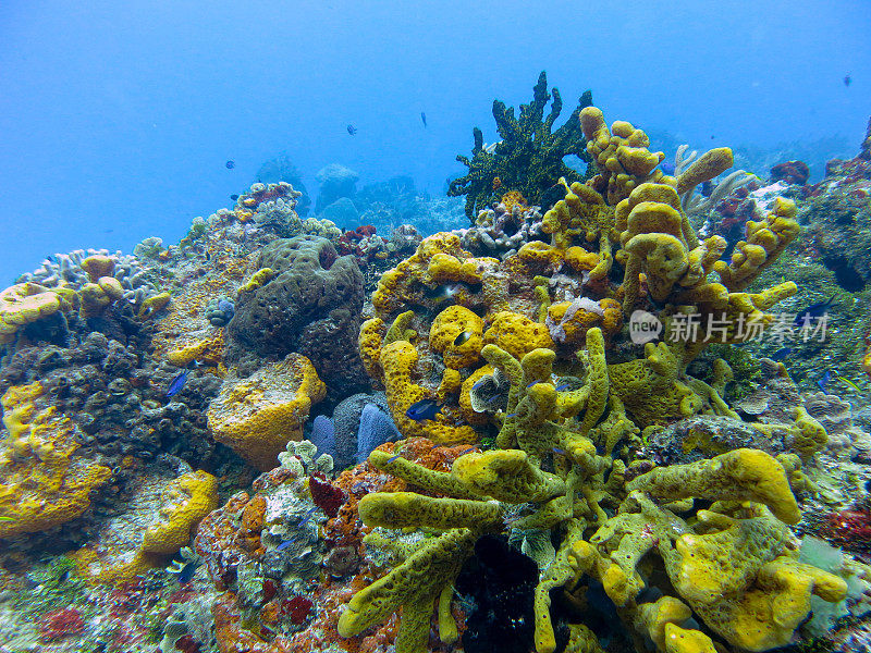 马尔代夫海洋深处美丽的自然和海洋生物