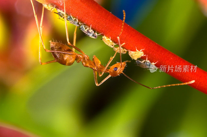蚂蚁倾向于蚜虫