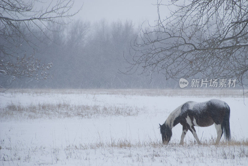 在雪地里吃草的马