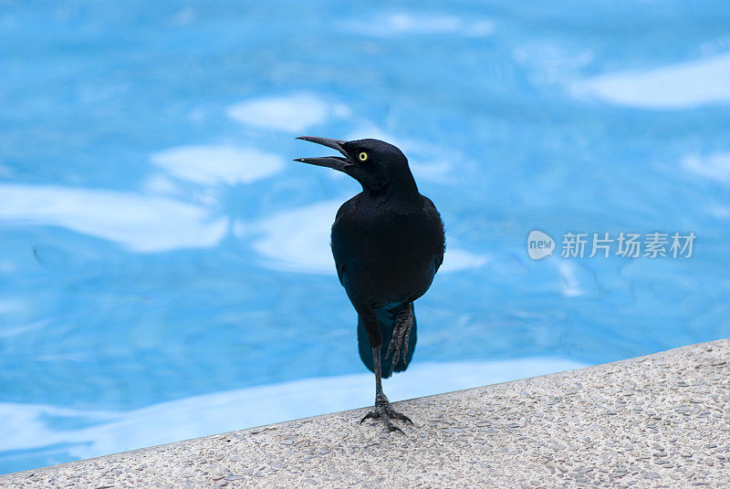 水池边的黑鸟