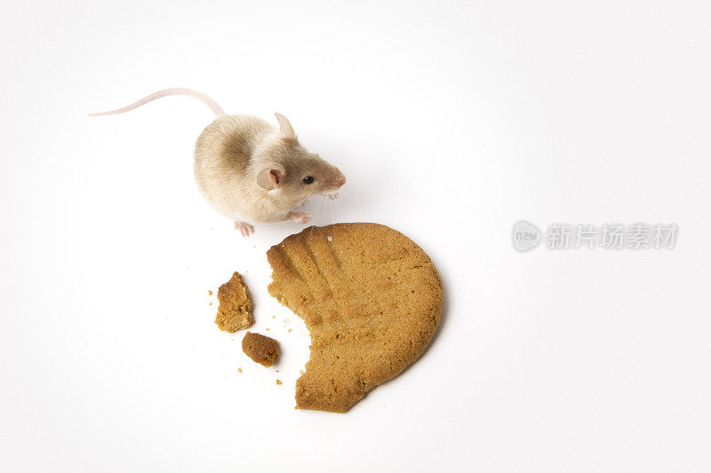 鼠标和饼干