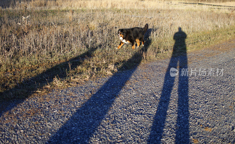 伯尔尼兹山犬