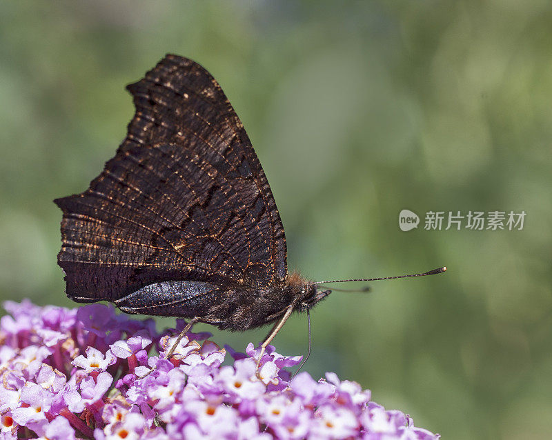 孔雀蝶(凤蝶属)，翅下翅